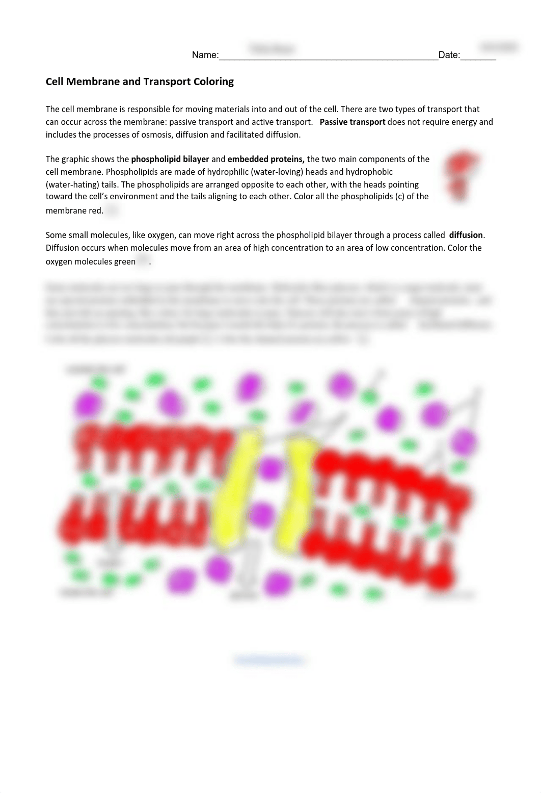 Tobin_Brant_-_cell_membrane_and_transport_coloring_dkhgsth5n22_page1