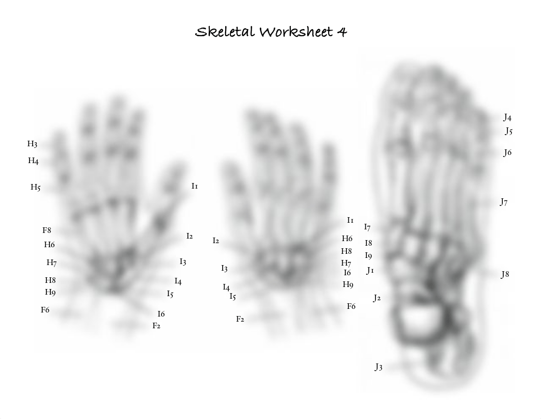 Skeletal Worksheet.pdf_dki57va1v81_page4