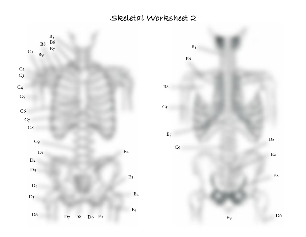 Skeletal Worksheet.pdf_dki57va1v81_page2