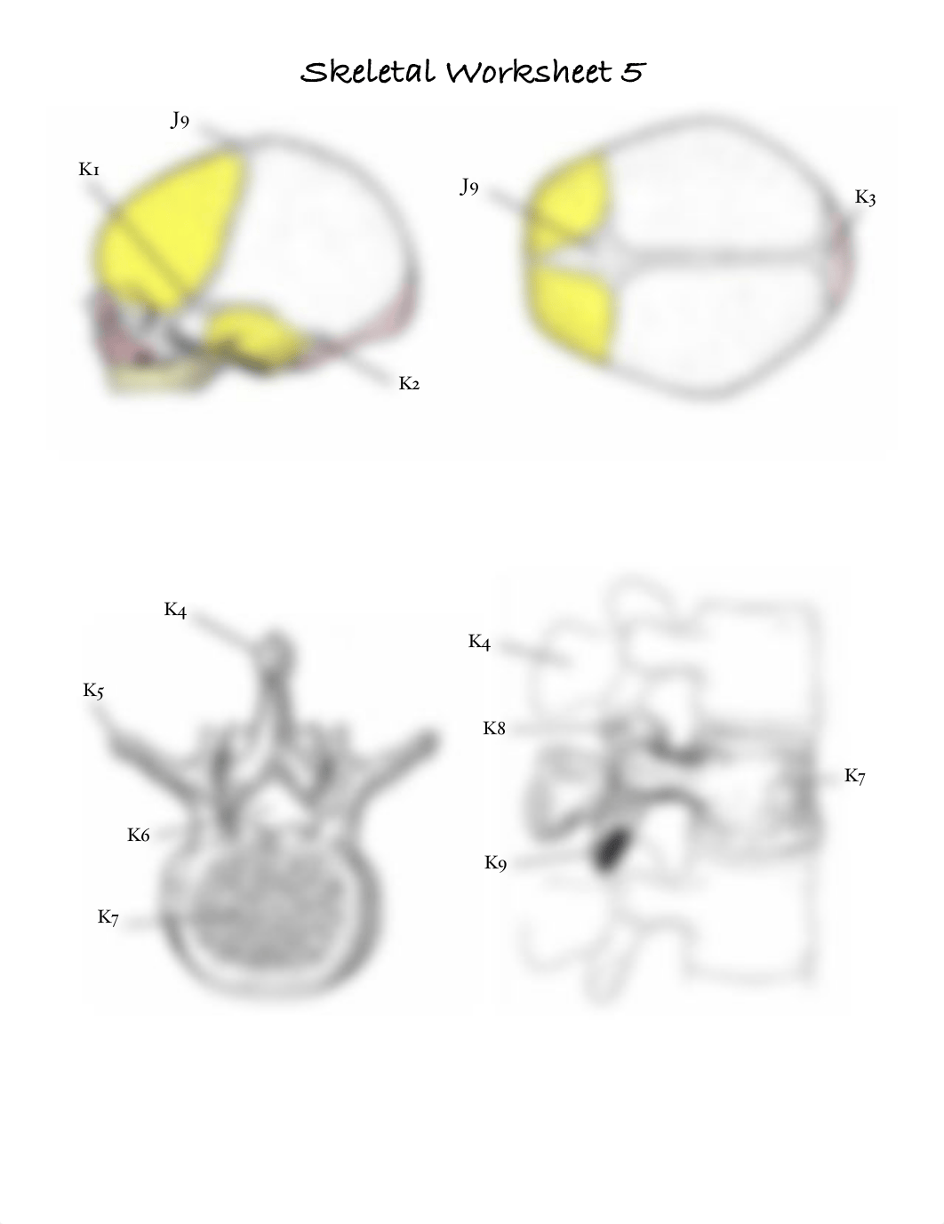 Skeletal Worksheet.pdf_dki57va1v81_page5