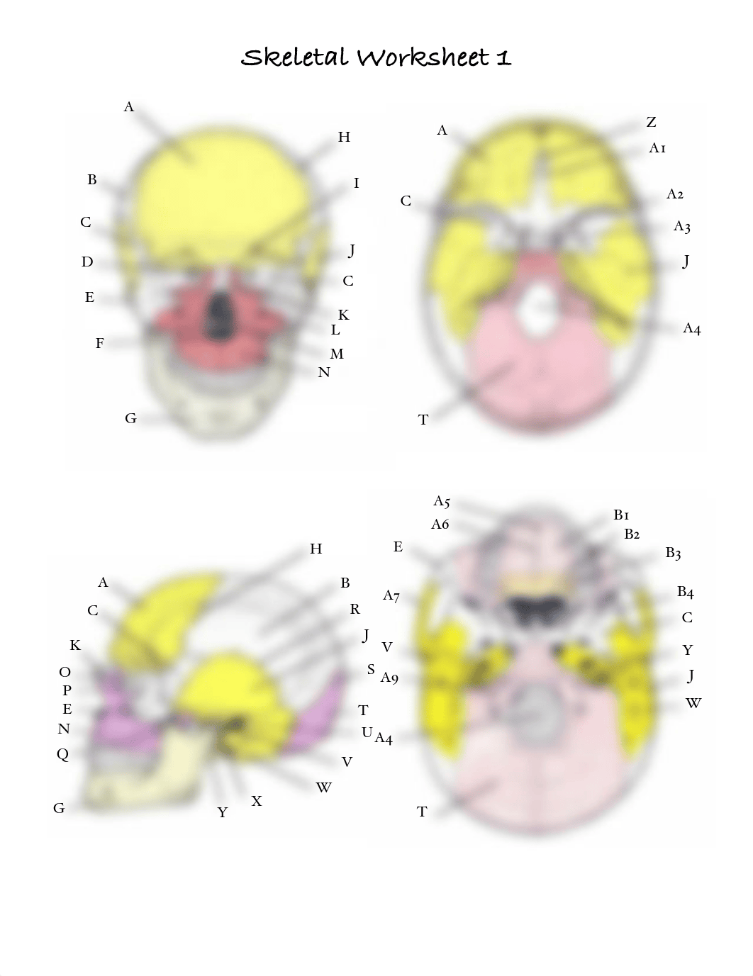 Skeletal Worksheet.pdf_dki57va1v81_page1