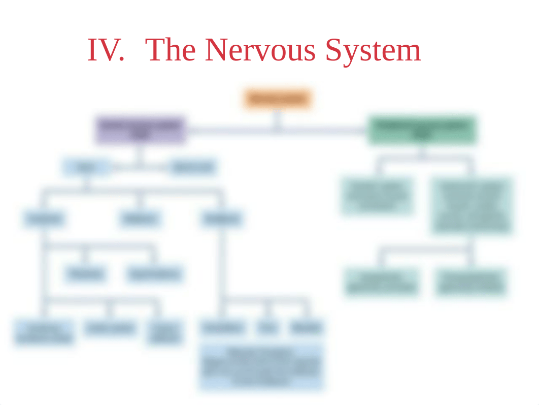 Psychology 201 Nervous System Diagram 2012_dki7nsh9nst_page1