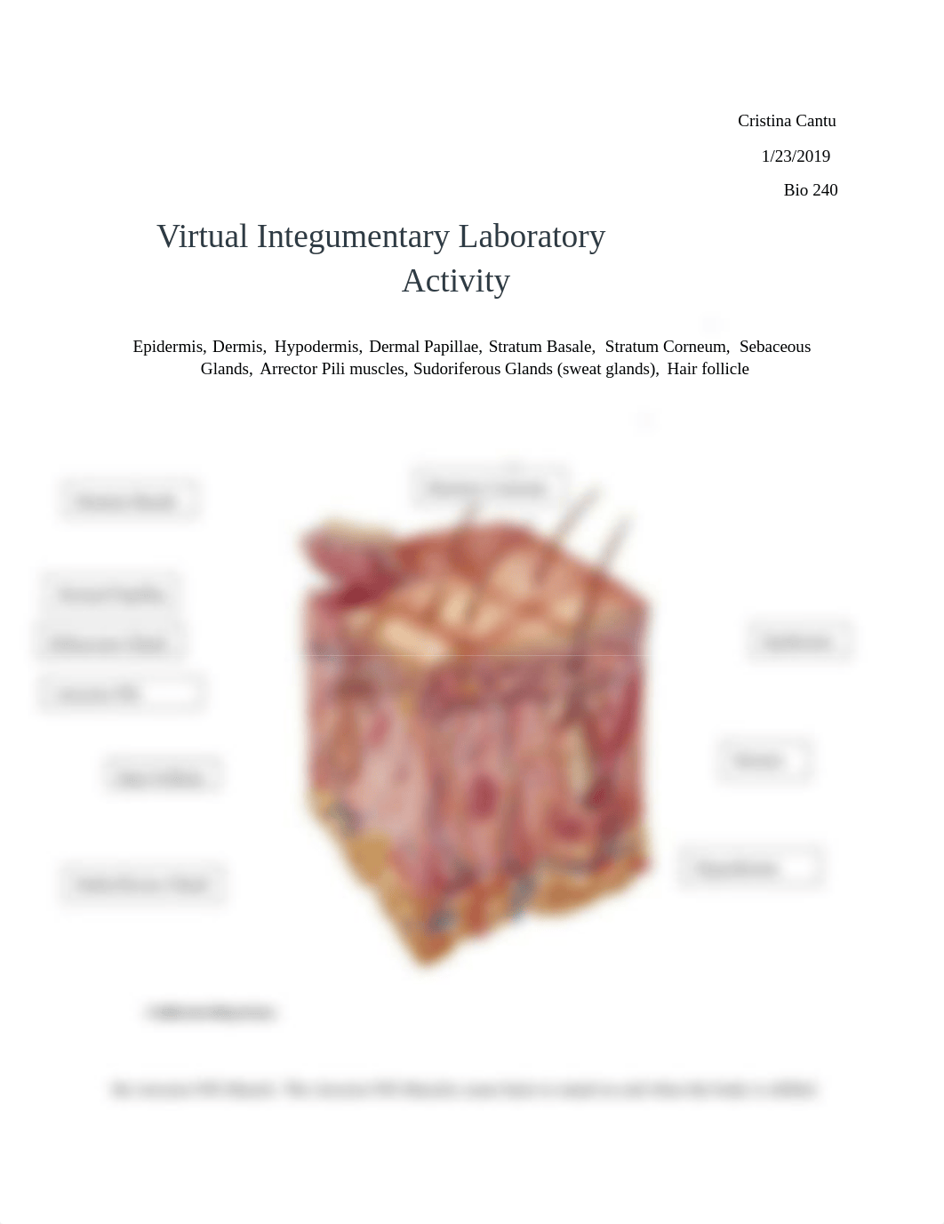 Virtual Integumentary Lab.docx_dkieowjpvf3_page1