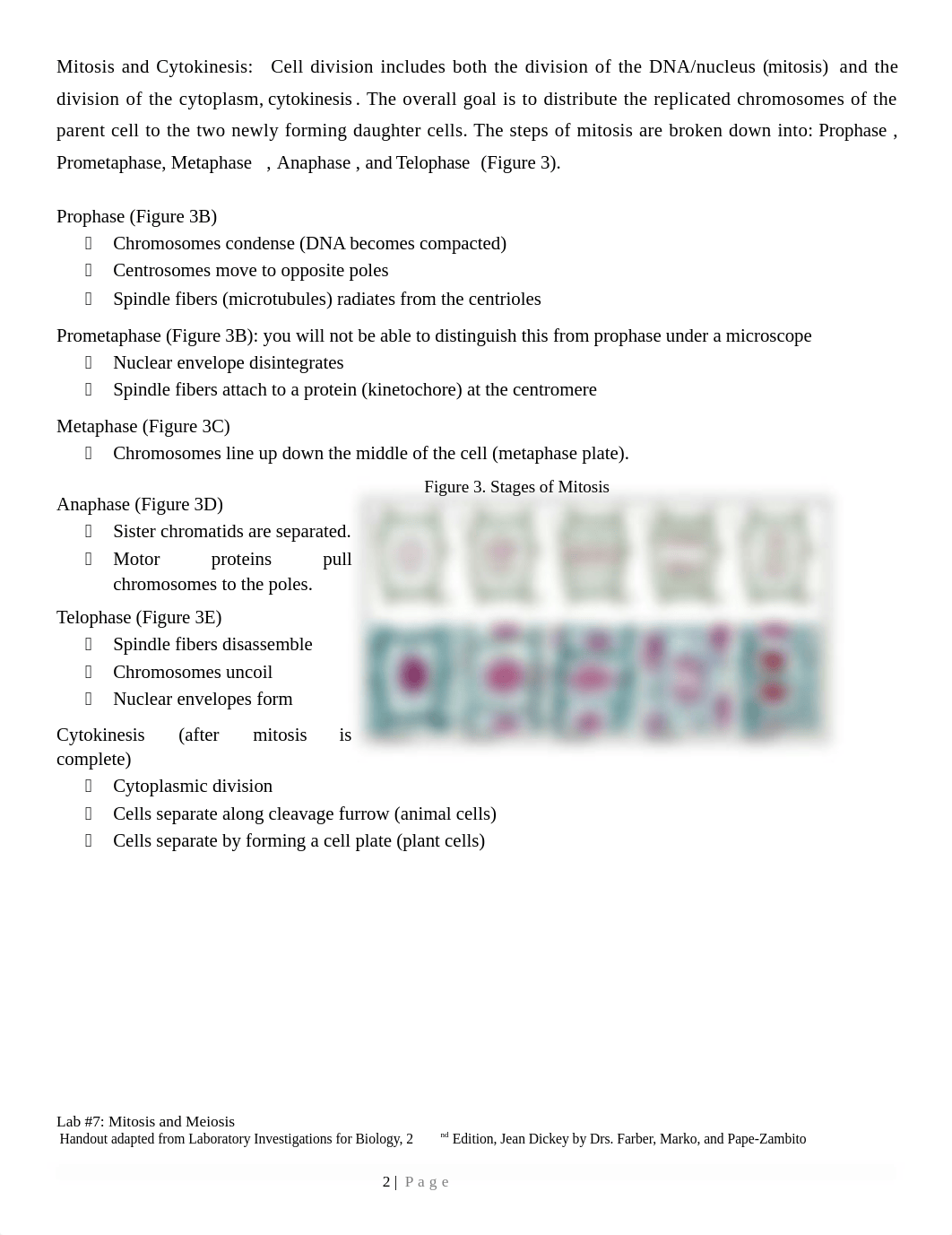 Lab 7_Mitosis and meiosis_spring 2017_dkjbv2l2901_page2