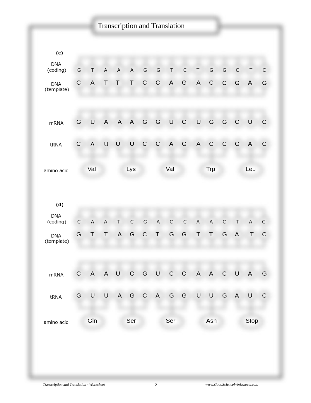 Transcription_and_Translation_-_Worksheet_-_StudentReview.pdf_dkjhgg0h3yz_page2