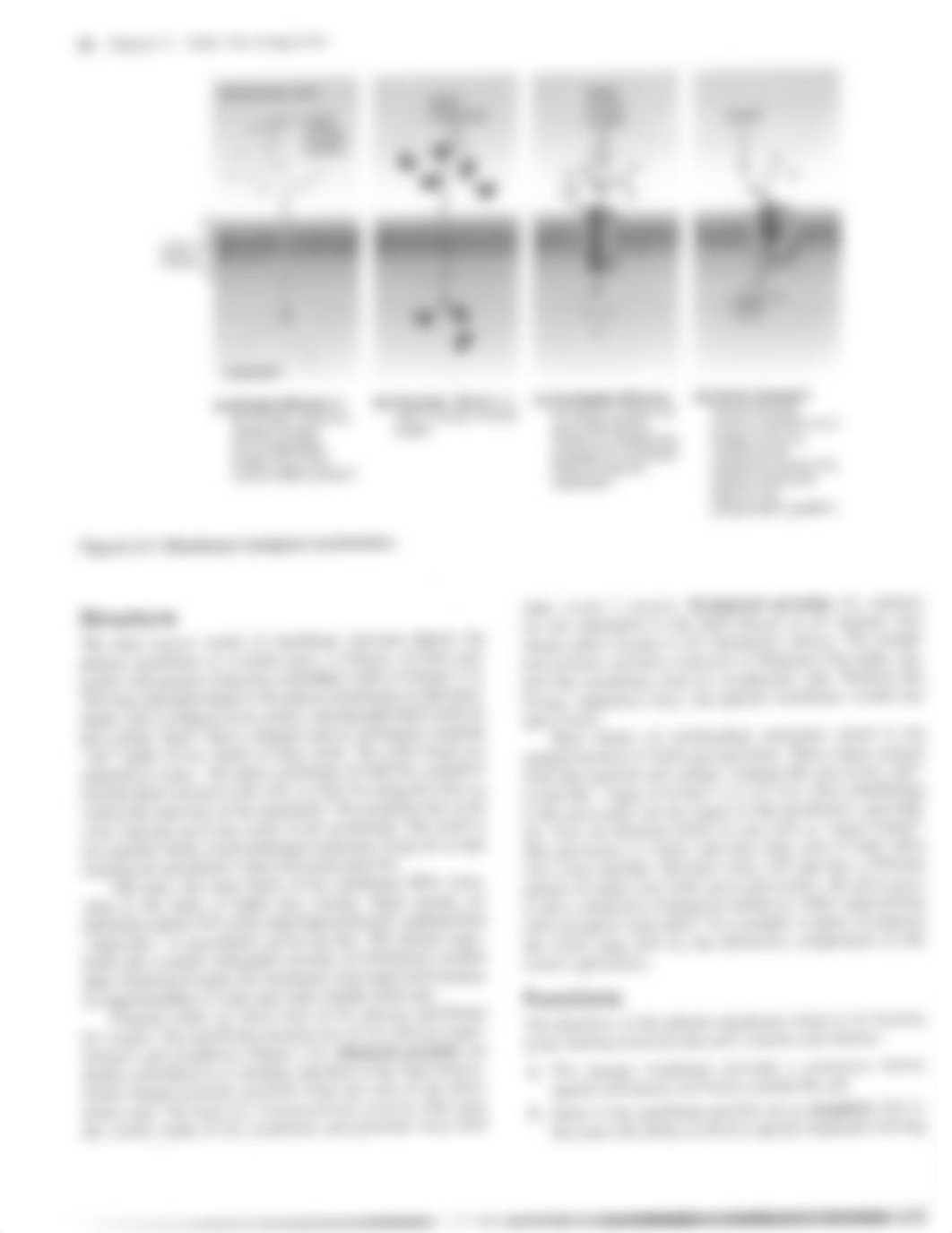 Chapter 2 Cells.pdf_dkk3i0vvc6u_page4