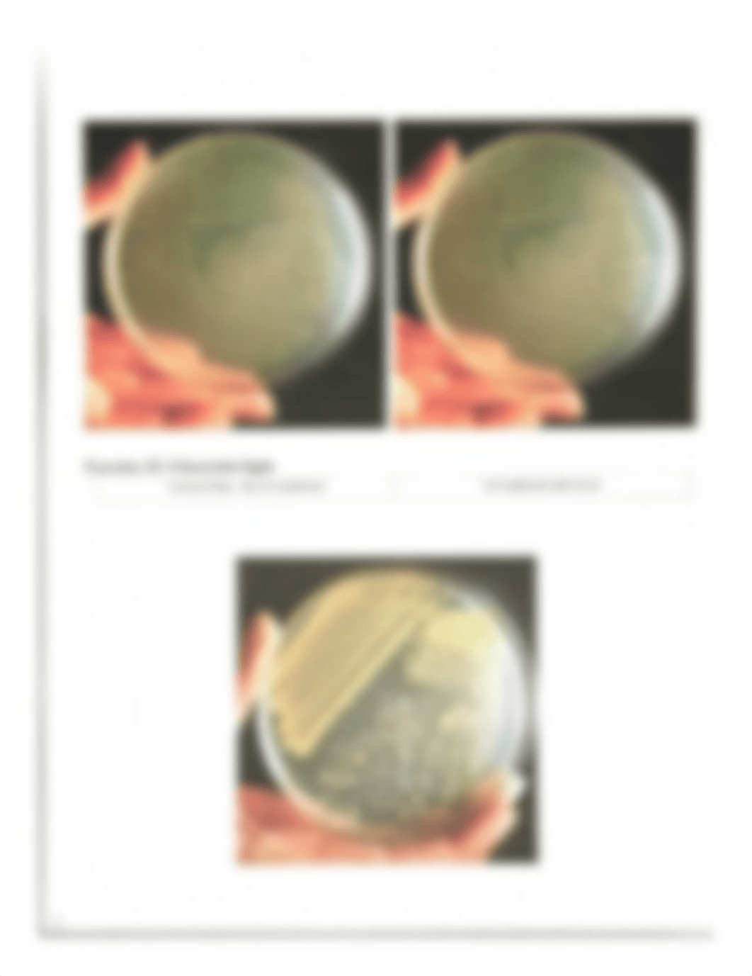 Week 5 Lab.pdf_dkk8pqasq8t_page4