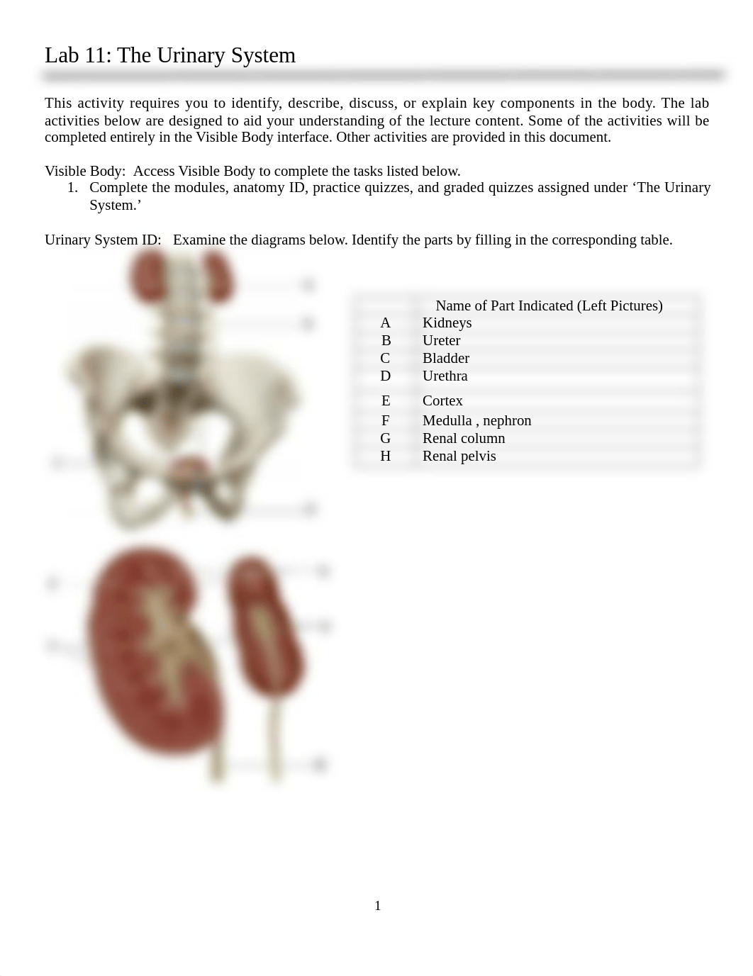 Lab 11 Urinary System_dkkuqxk14kq_page1