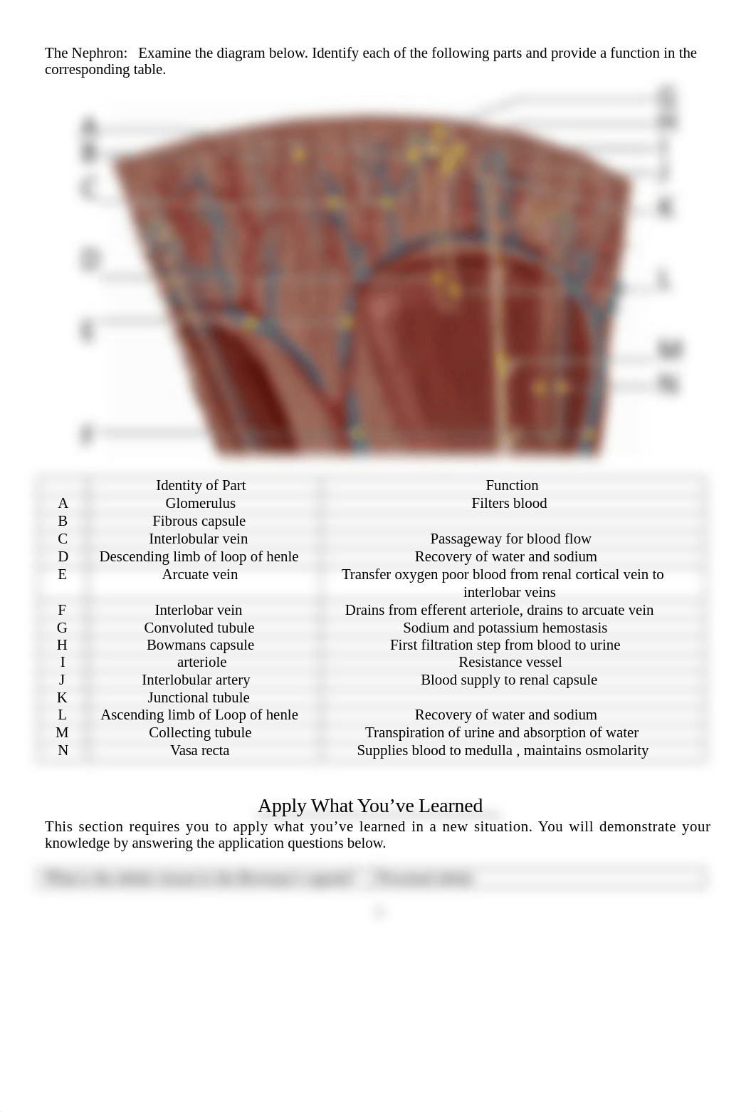 Lab 11 Urinary System_dkkuqxk14kq_page2