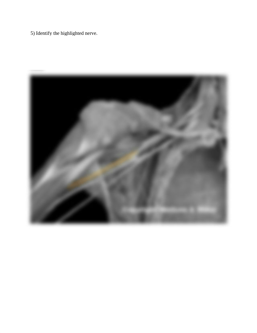 Ch 13 Real Anatomy answer key-for students (1).docx_dklbumf5i5q_page5