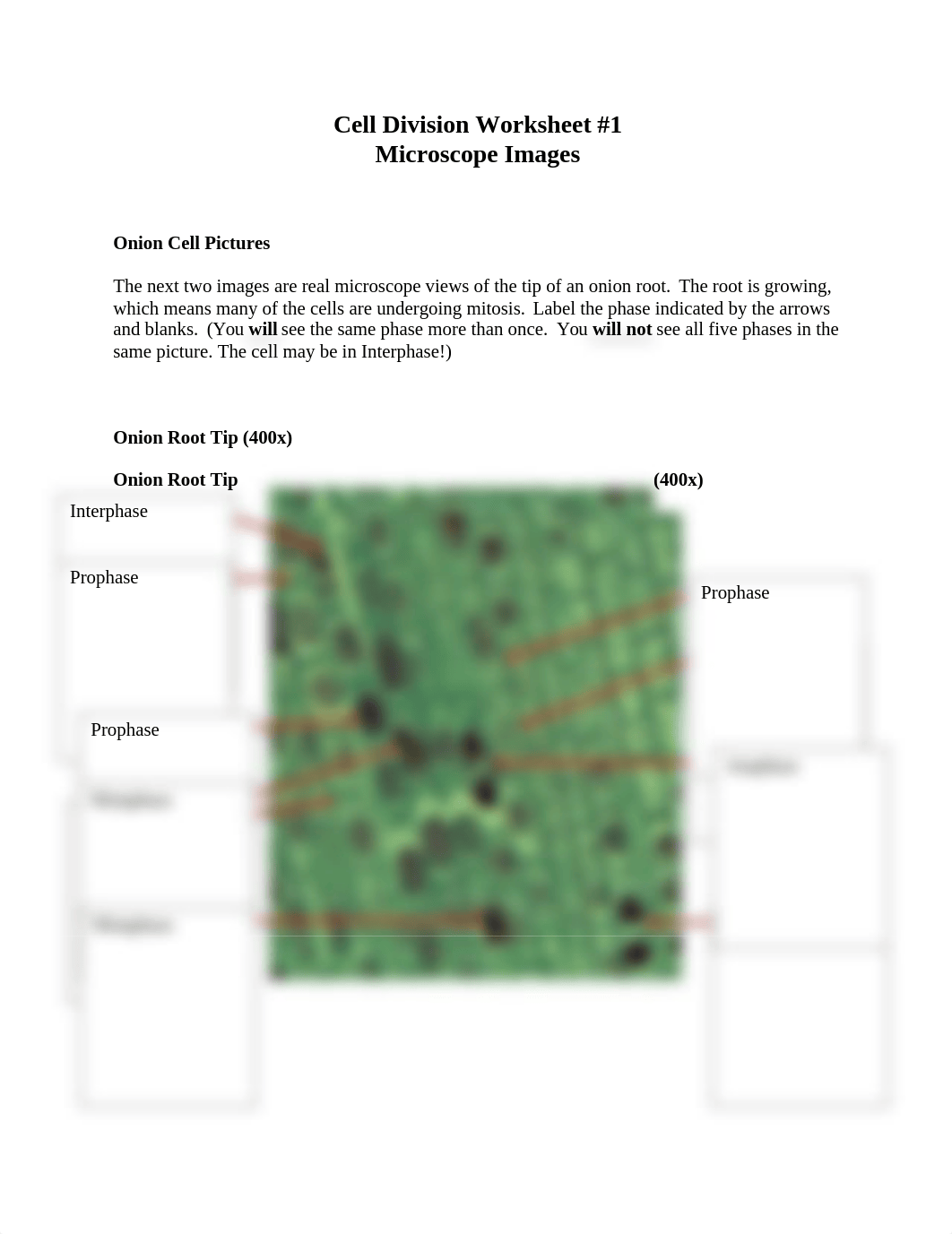 celldivisionworksheet1_dklef4at97e_page1