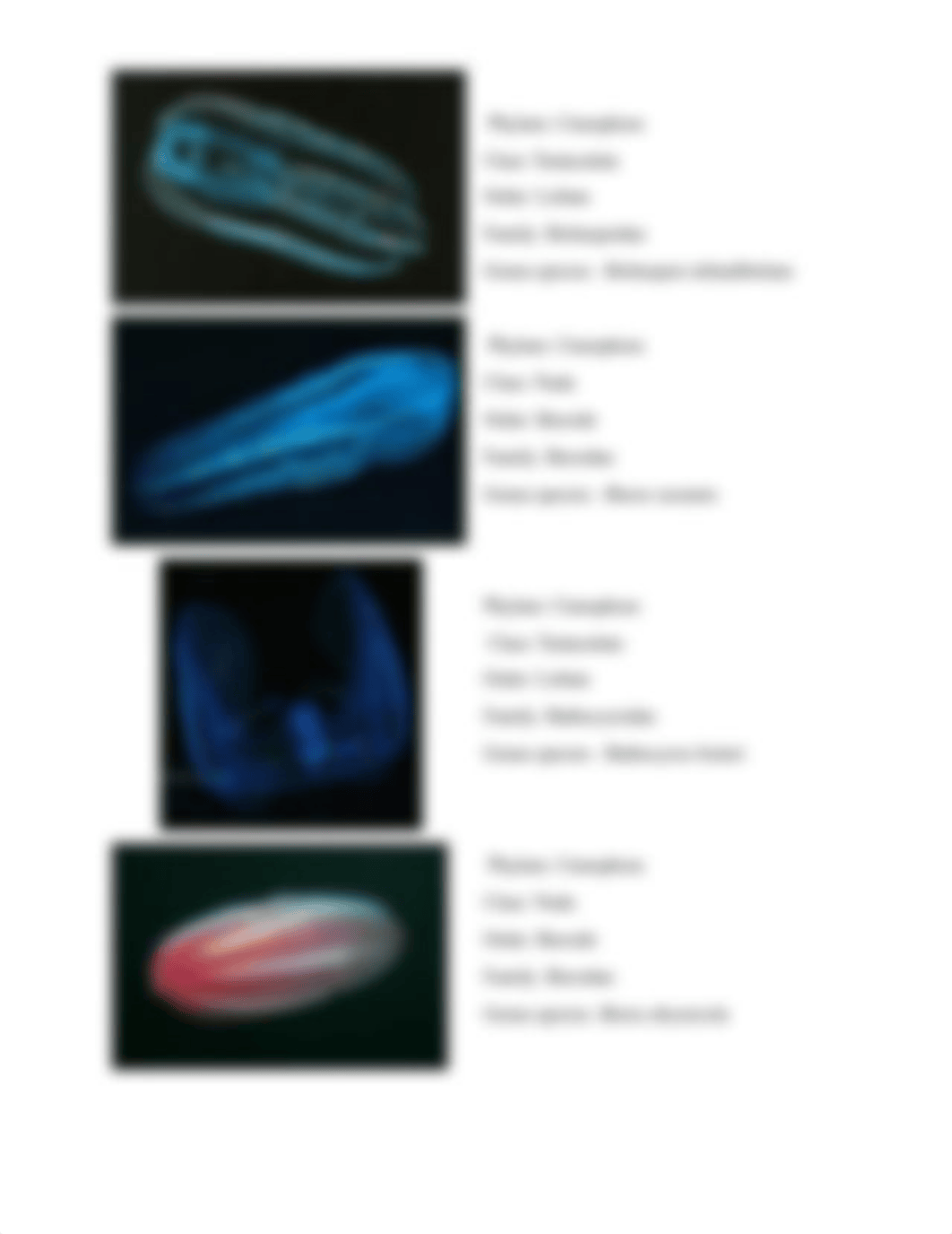 Practice Experiment Ctenophora.docx_dkm9xesscli_page3