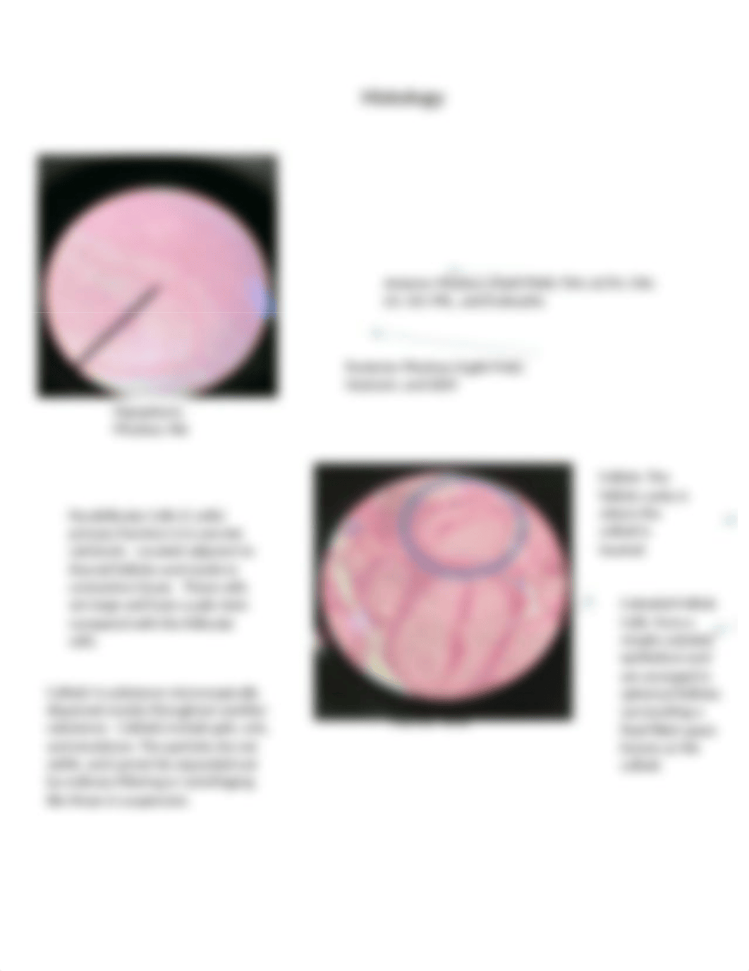 endocrine histology_dkmb18x731r_page2