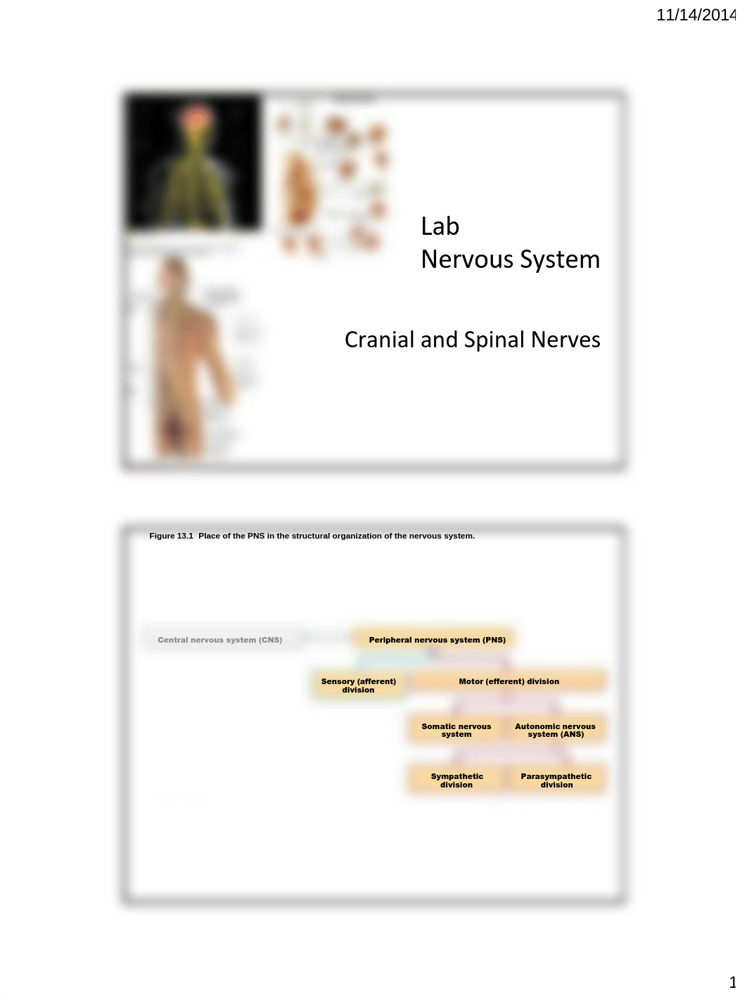 Biol2210 Lab-Cranial & Spinal Nerves(Video).pdf_dkmgev52e6e_page1