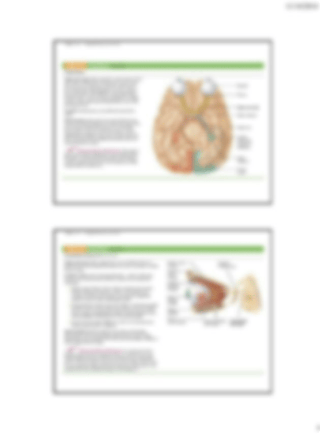 Biol2210 Lab-Cranial & Spinal Nerves(Video).pdf_dkmgev52e6e_page4