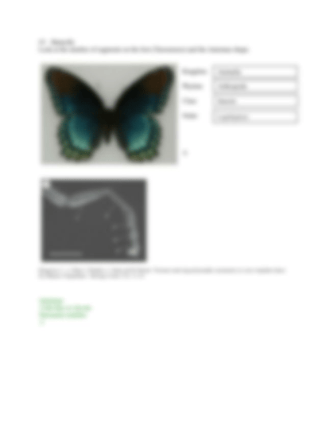 Insect Classification Worksheet v2.doc_dknpjqpb47y_page3