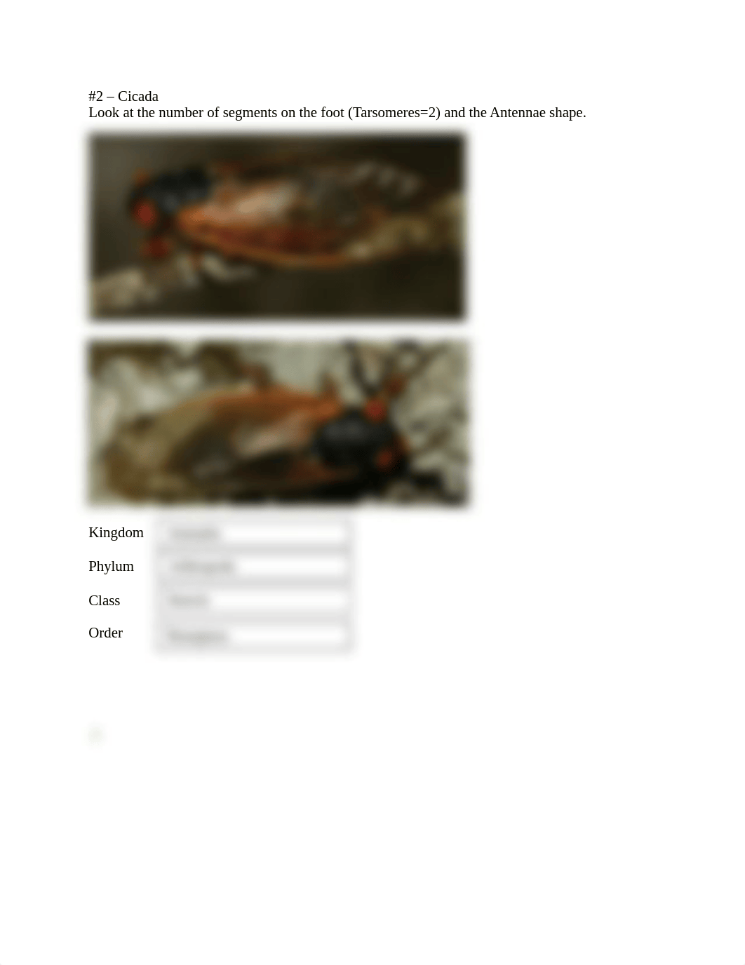 Insect Classification Worksheet v2.doc_dknpjqpb47y_page2