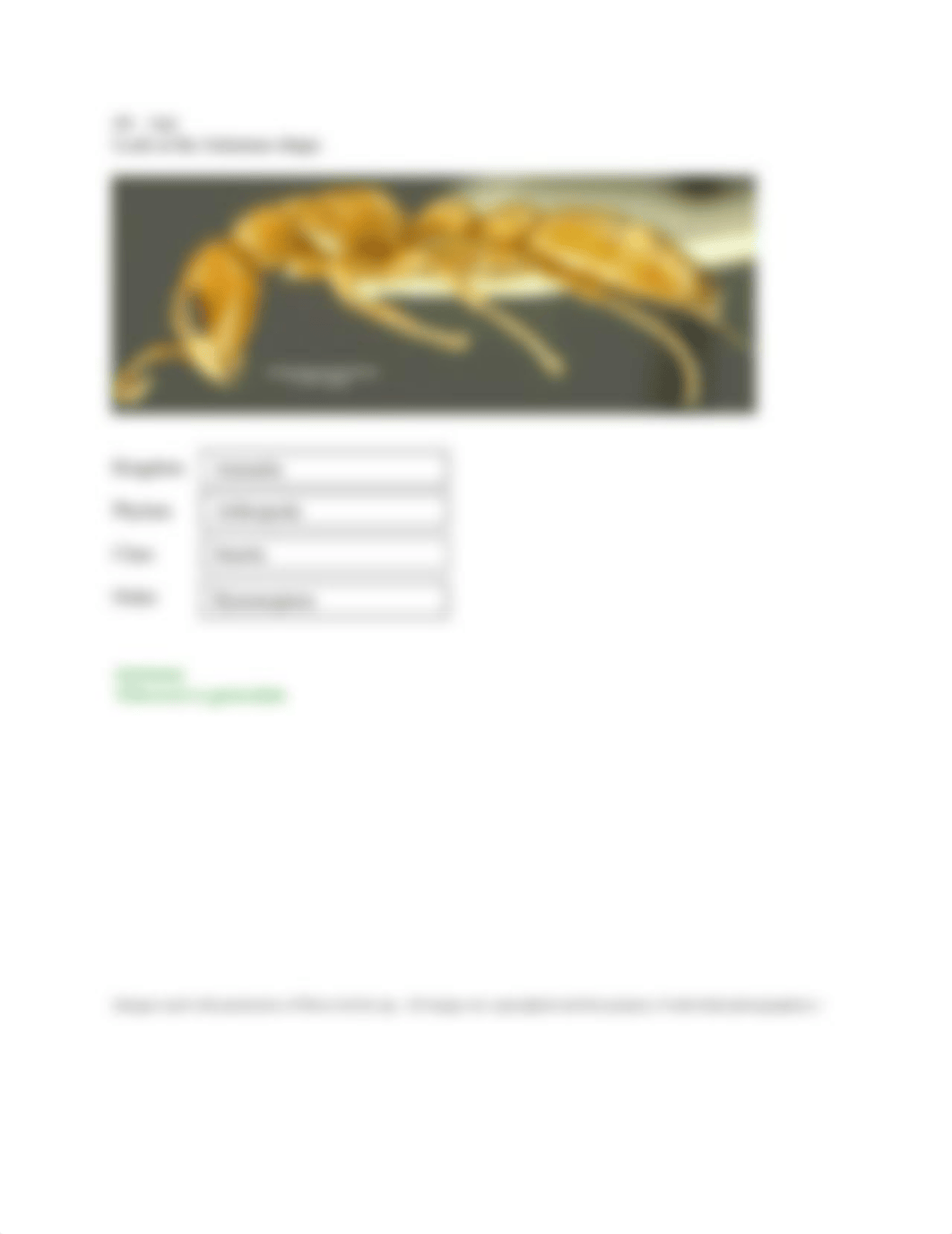 Insect Classification Worksheet v2.doc_dknpjqpb47y_page4