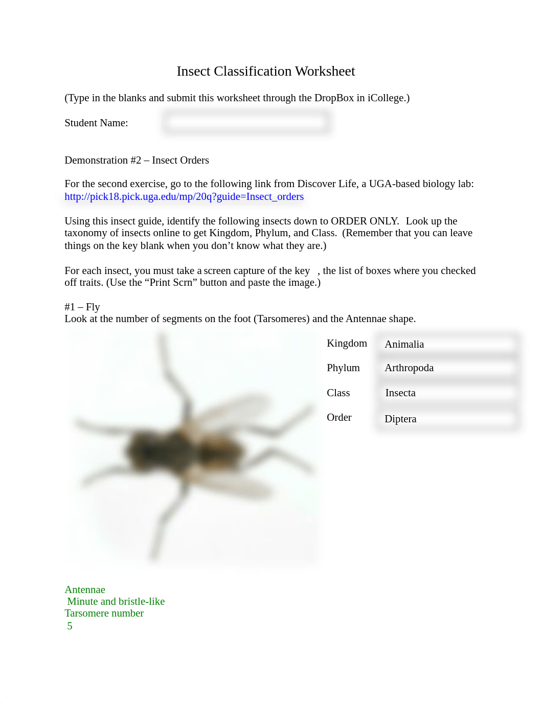 Insect Classification Worksheet v2.doc_dknpjqpb47y_page1