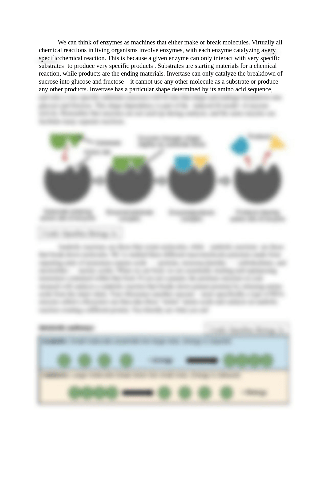 Lab 7 - Enzymes Lab Worksheet.docx_dknylon8z6k_page2