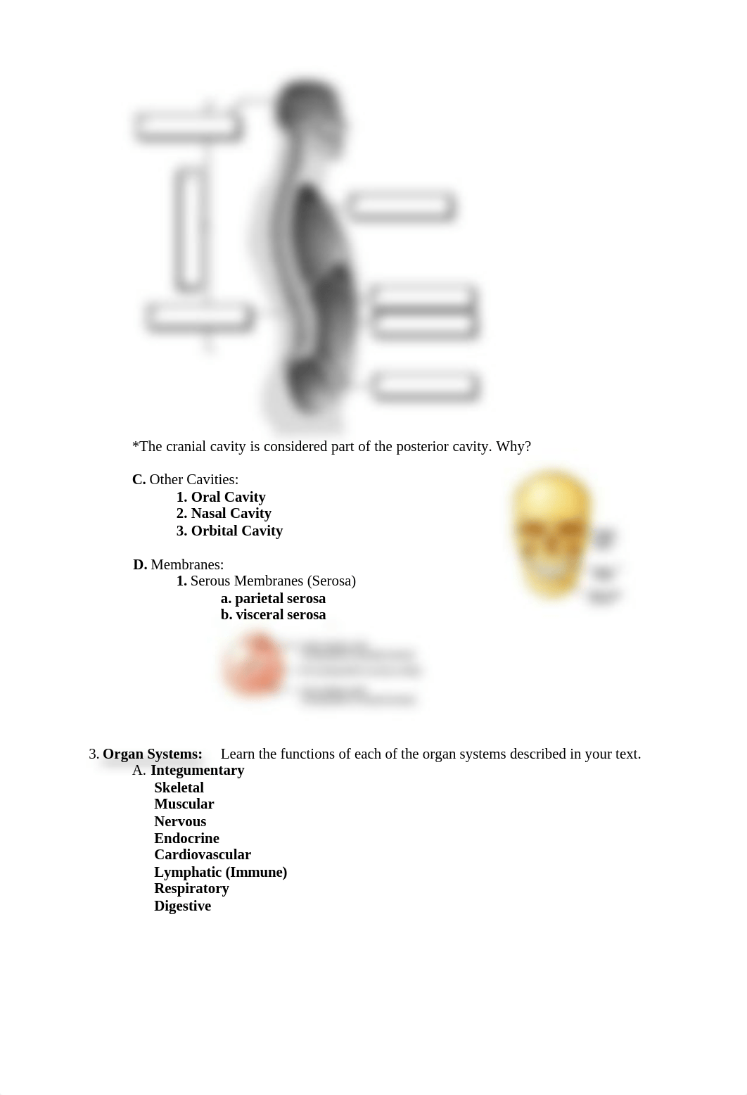 Body Organization and Terminology (Week 1).docx_dkoevsn9vqu_page2