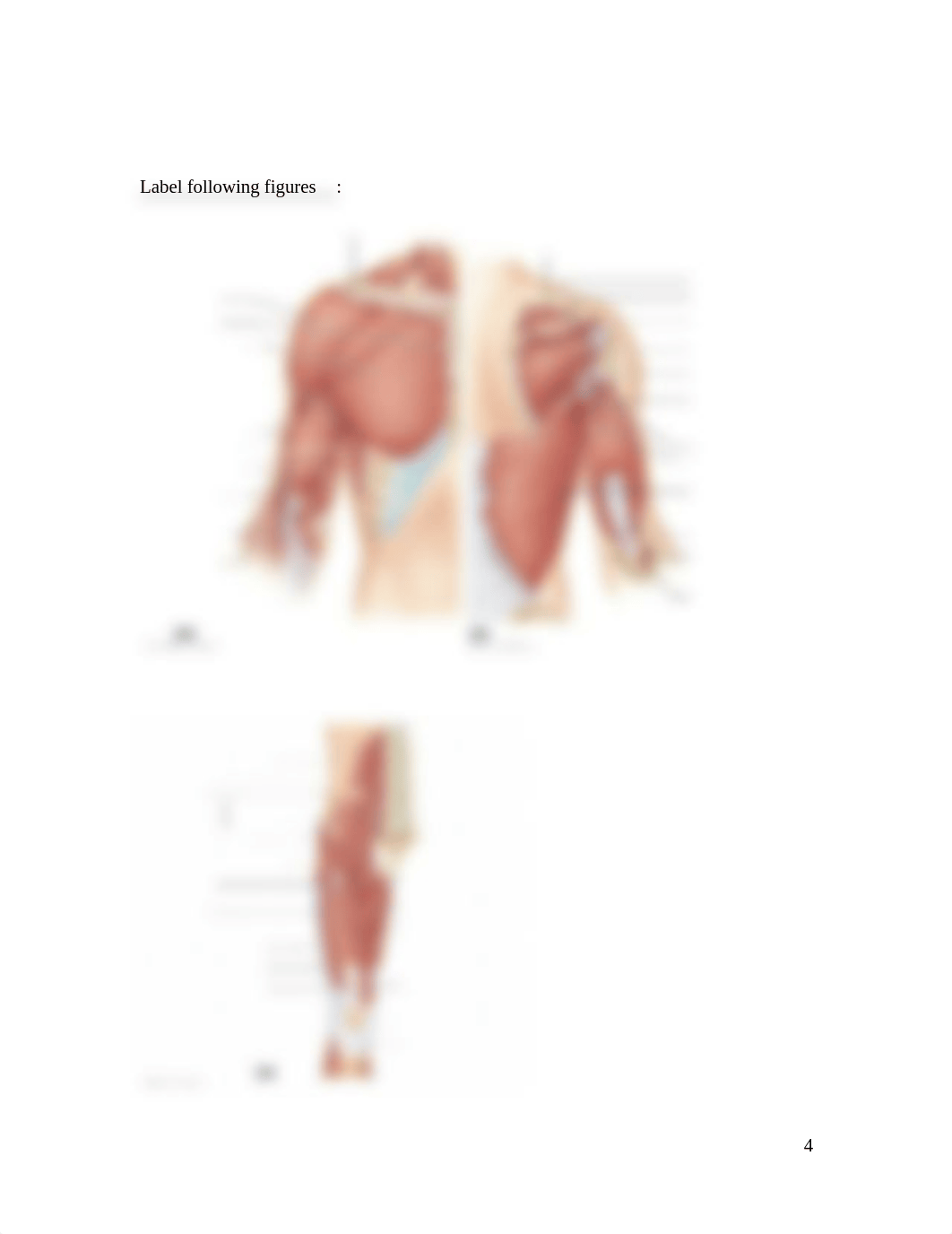 Ch 10 Muscualar system Assignment .docx_dkp38sdw346_page4