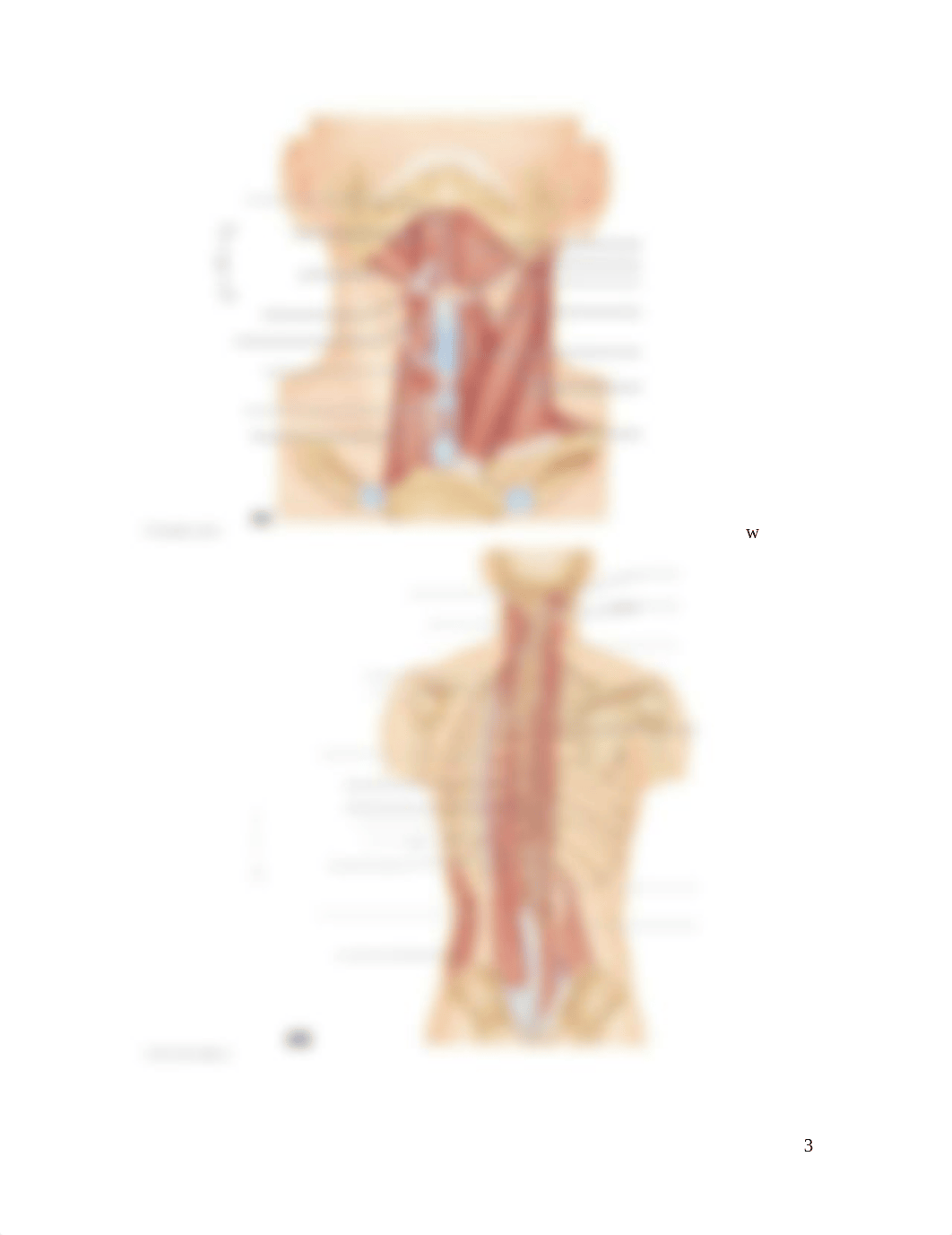 Ch 10 Muscualar system Assignment .docx_dkp38sdw346_page3