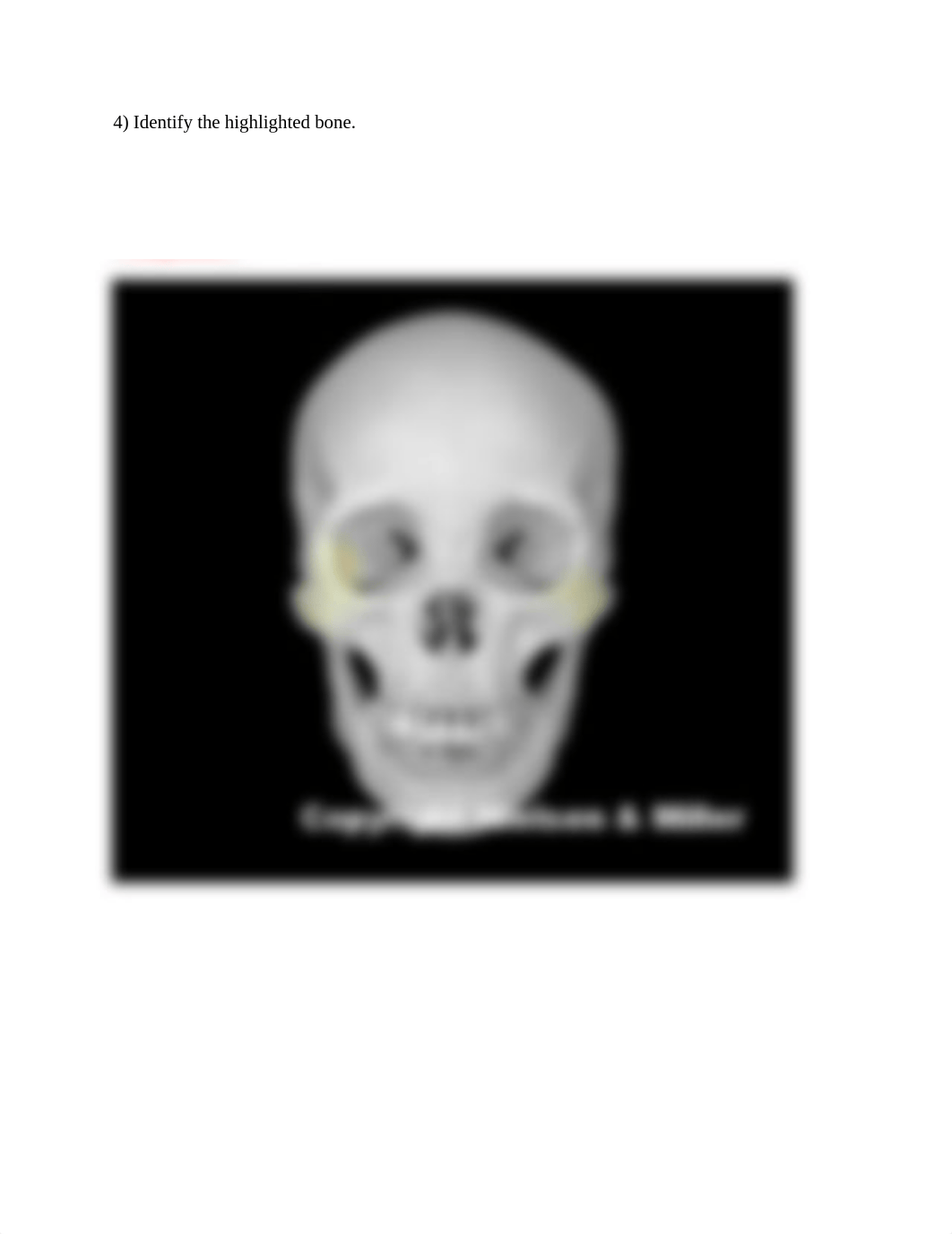 Skull ID WS.docx_dkpf3bgajhk_page4