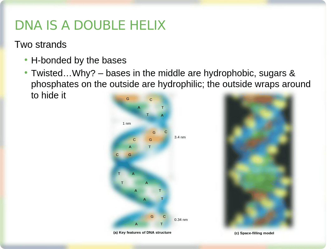 Chapter 14 DNA Structure and Function Lecture_dkpm9gsz9fw_page5