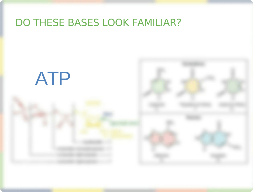 Chapter 14 DNA Structure and Function Lecture_dkpm9gsz9fw_page4