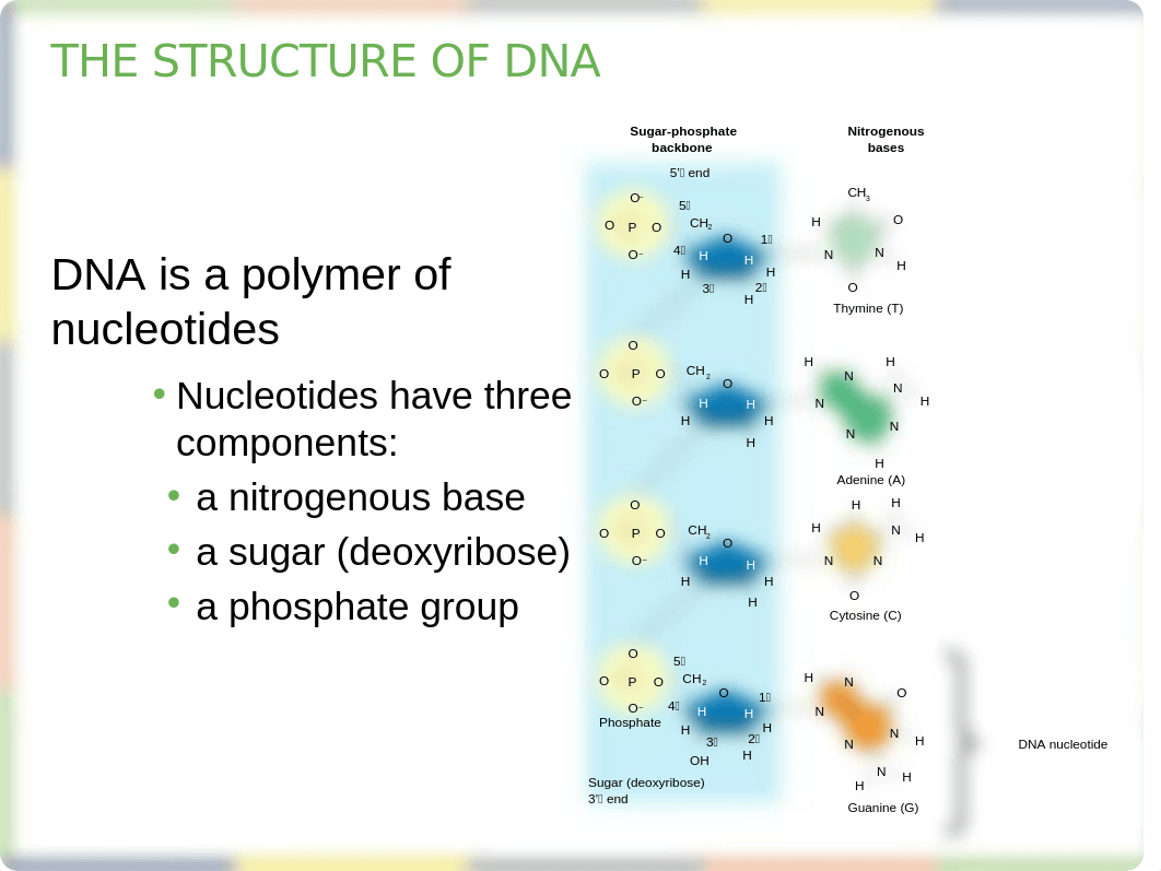 Chapter 14 DNA Structure and Function Lecture_dkpm9gsz9fw_page3