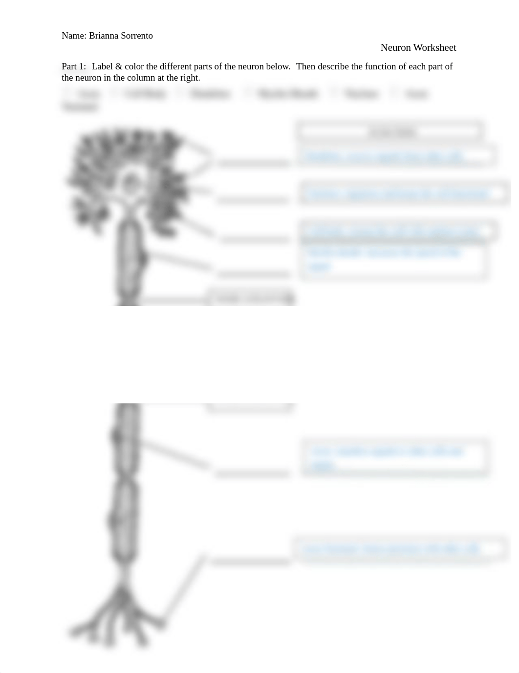 Neuron Handout.docx_dkprf1jd5dx_page1