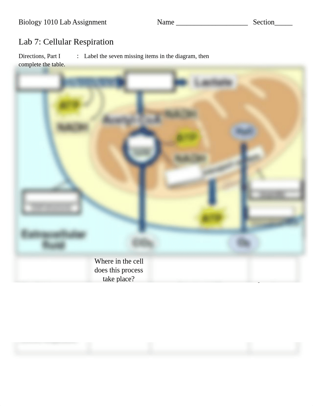 BIOL 1010 Cell Respiration Assignment (2).docx_dkq9kfzxeq4_page1