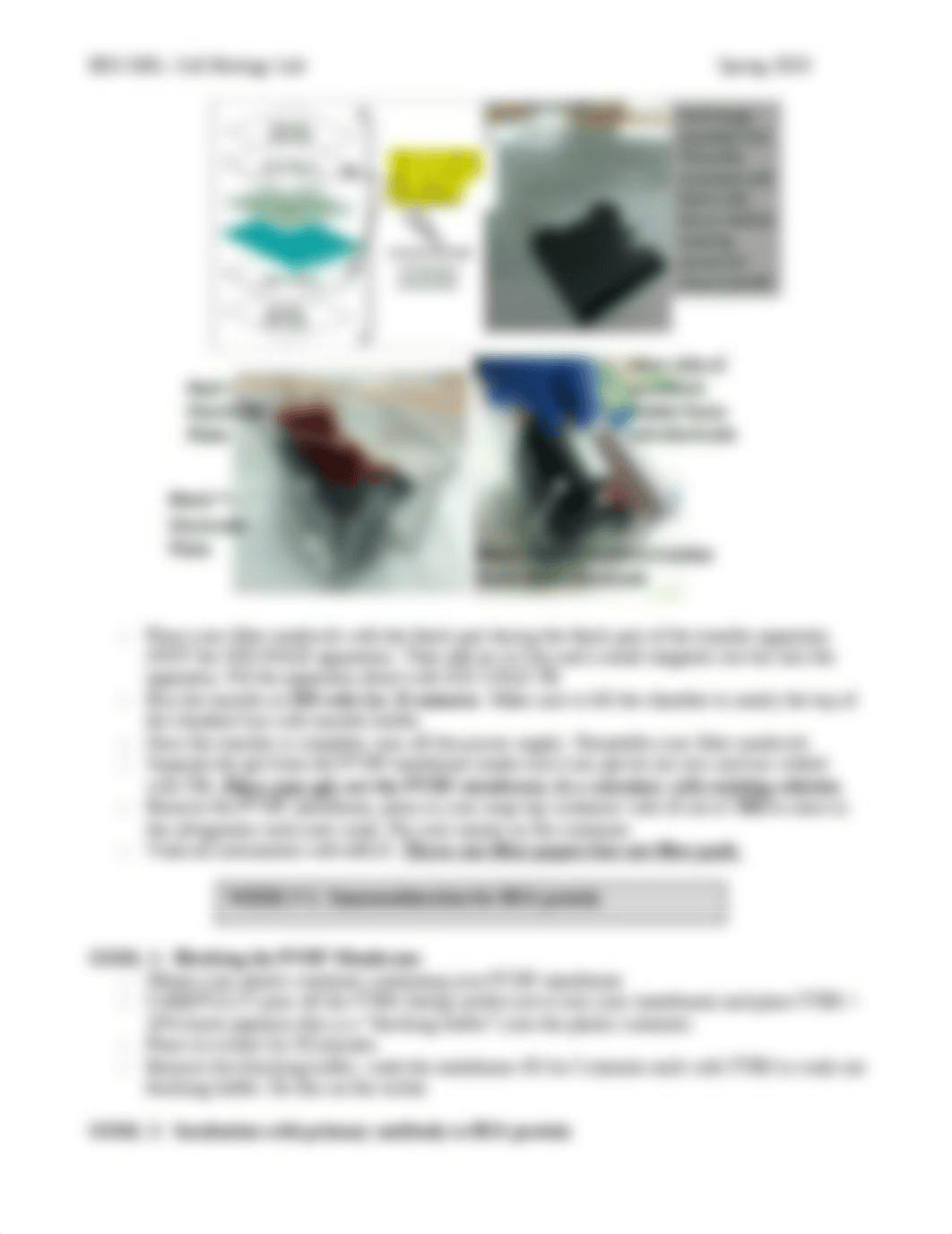 REVISED Western Blot handout and assignment_SPRING 2020.docx_dkqe2ygfx6e_page3