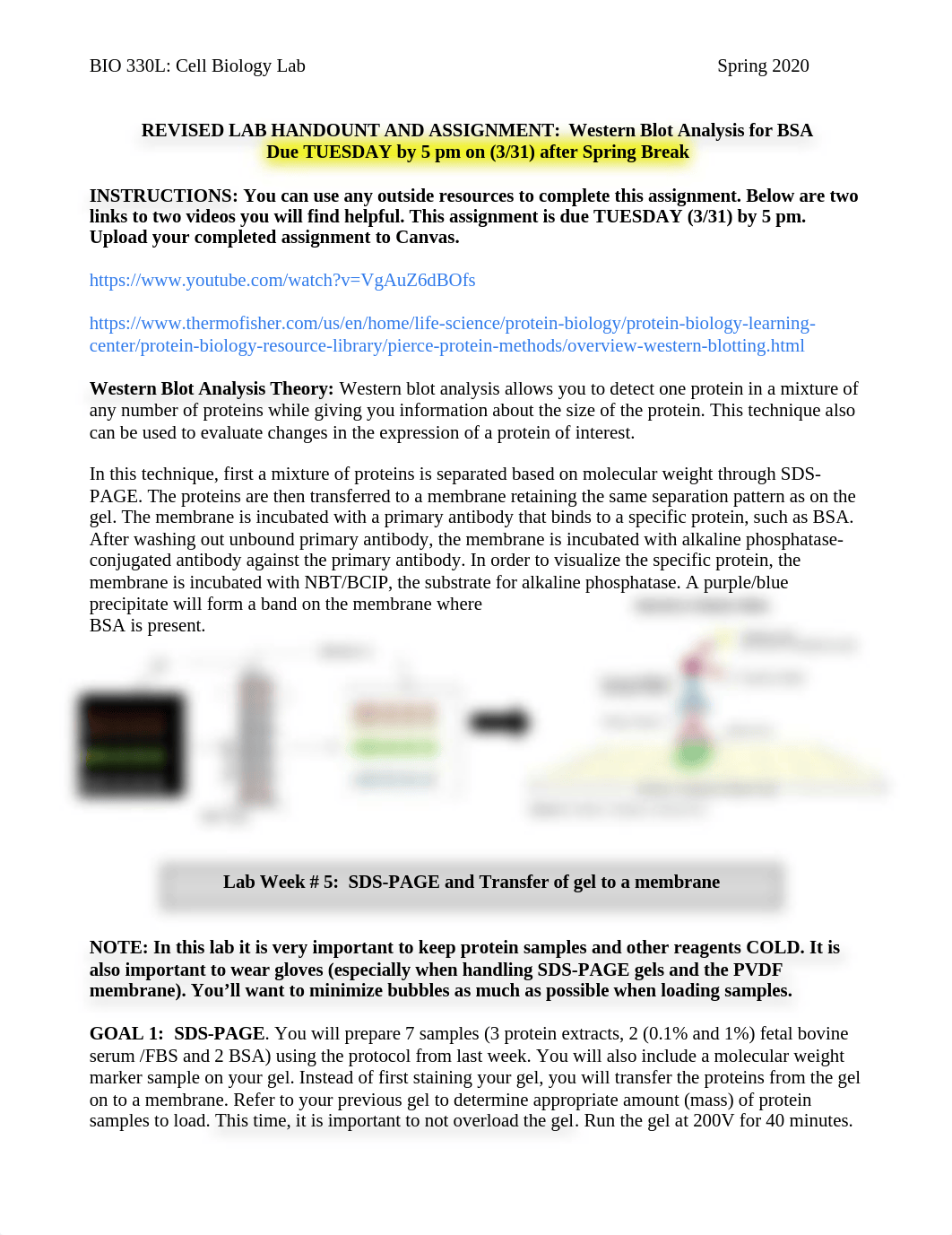 REVISED Western Blot handout and assignment_SPRING 2020.docx_dkqe2ygfx6e_page1