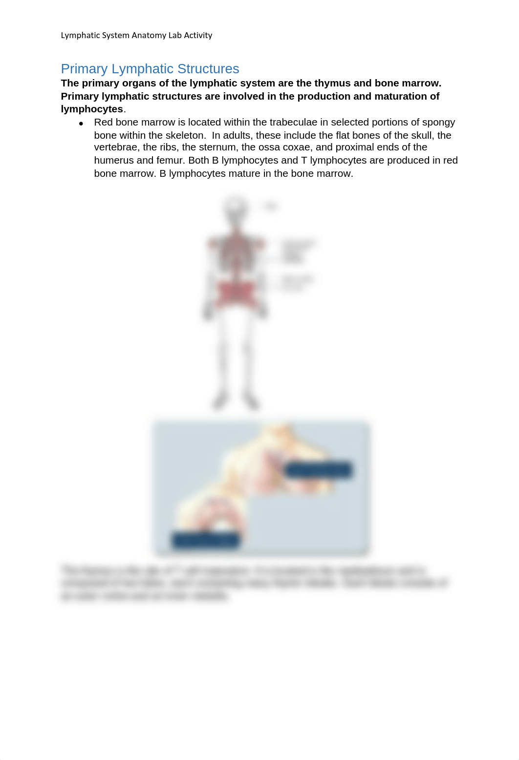 Lymphatic System Anatomy.pdf_dkqoad9spcl_page3