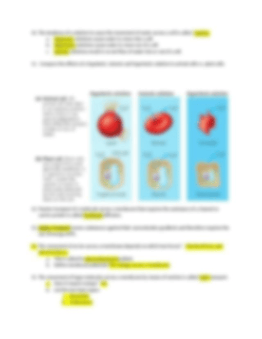 Bio 101 Chapter 5 Worksheet Key.docx_dkrtdir4sgo_page2