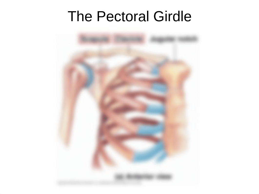 AP1 Lab - Exercise 16,17 - Appendicular bones.pptx_dks6m6ec2vk_page2