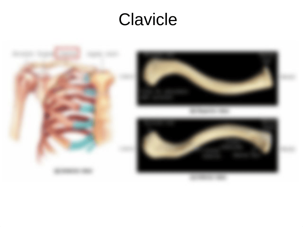 AP1 Lab - Exercise 16,17 - Appendicular bones.pptx_dks6m6ec2vk_page3