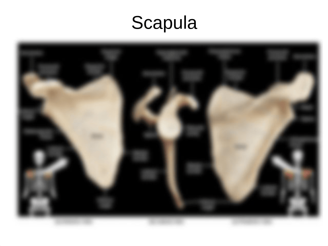 AP1 Lab - Exercise 16,17 - Appendicular bones.pptx_dks6m6ec2vk_page4