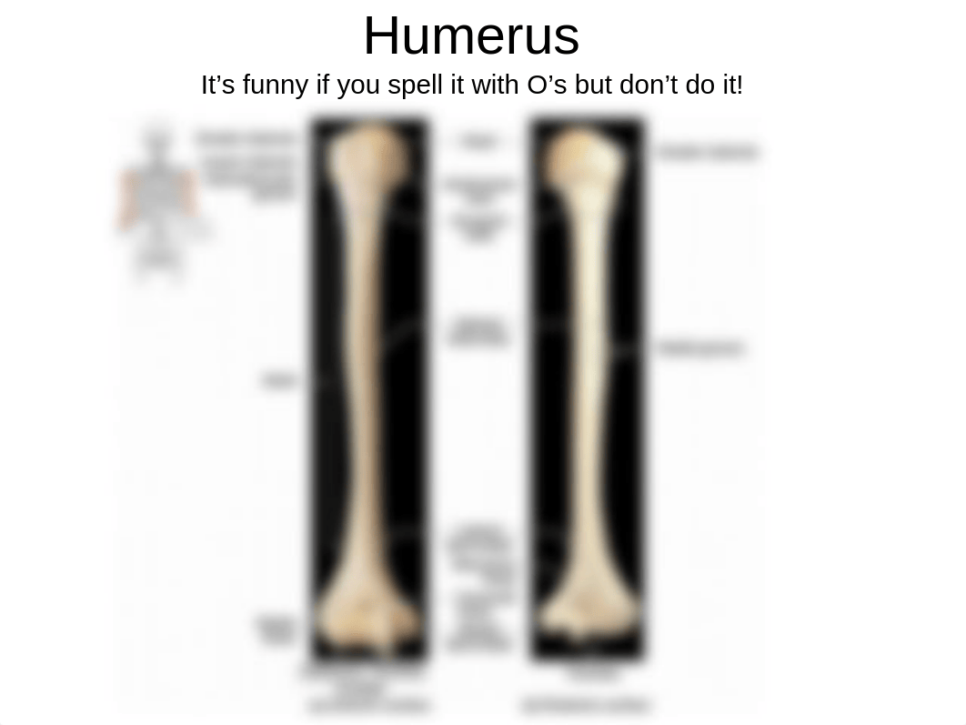 AP1 Lab - Exercise 16,17 - Appendicular bones.pptx_dks6m6ec2vk_page5