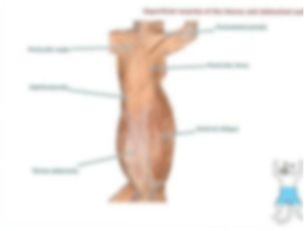 Cat muscle pictures for the practical exam.pdf_dks9elsyuje_page5