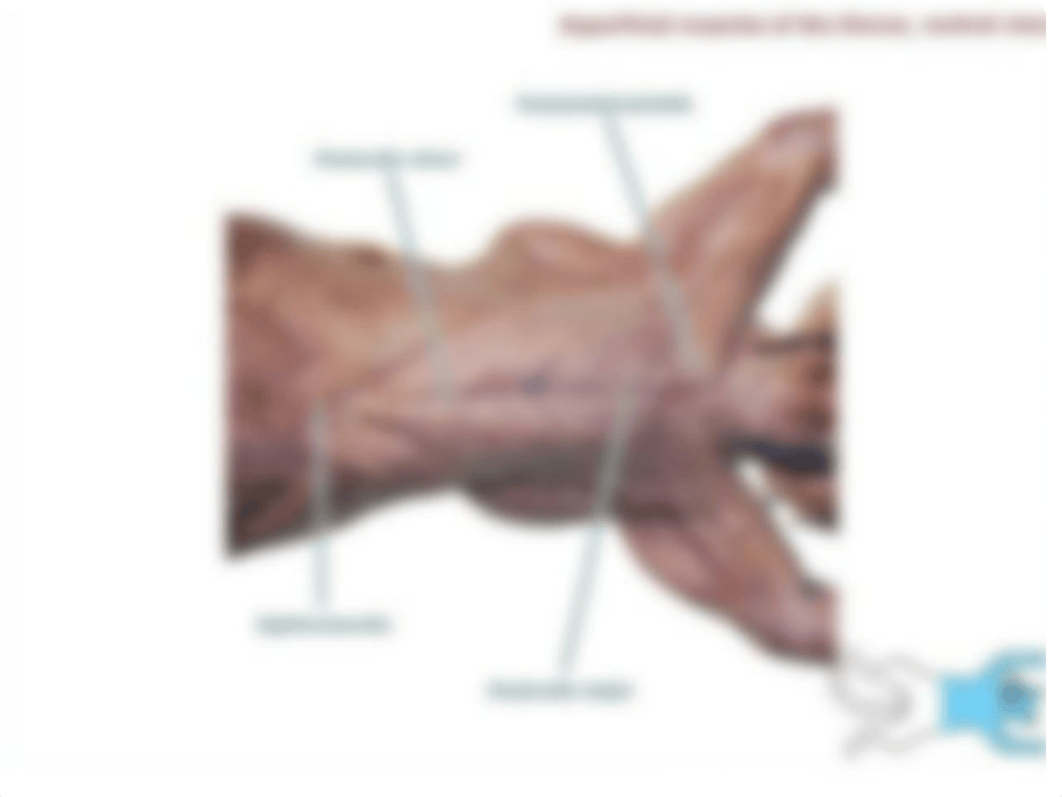 Cat muscle pictures for the practical exam.pdf_dks9elsyuje_page4