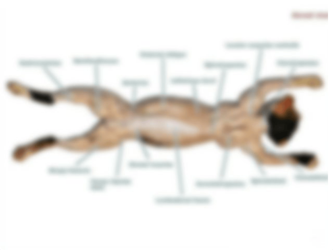 Cat muscle pictures for the practical exam.pdf_dks9elsyuje_page2