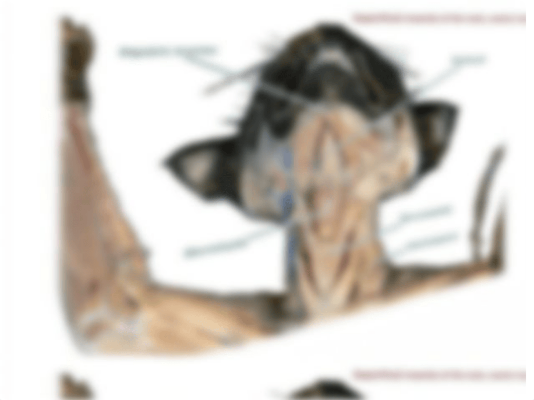 Cat muscle pictures for the practical exam.pdf_dks9elsyuje_page3