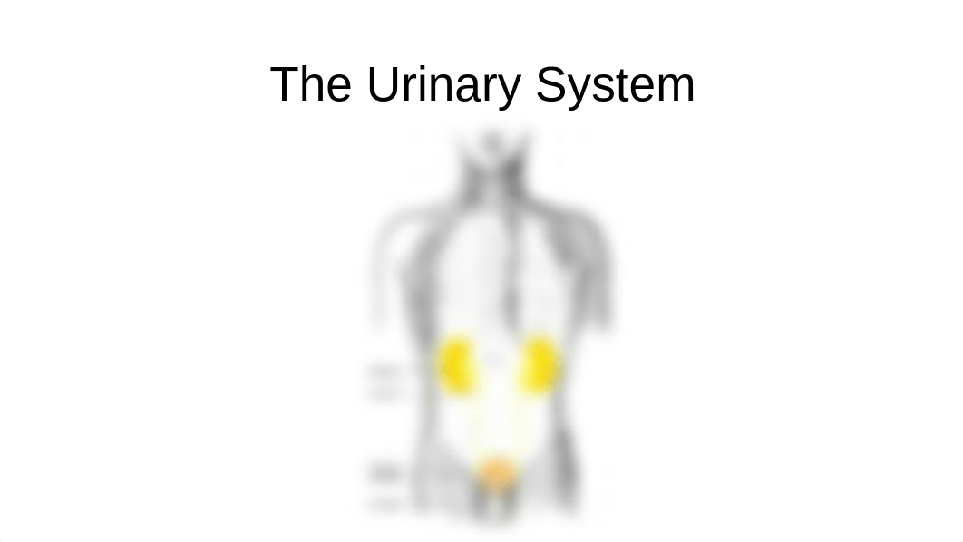 BIO 211 Chapter 25 The Urinary System Universal - Copy.pptx_dktih0n2jw0_page1