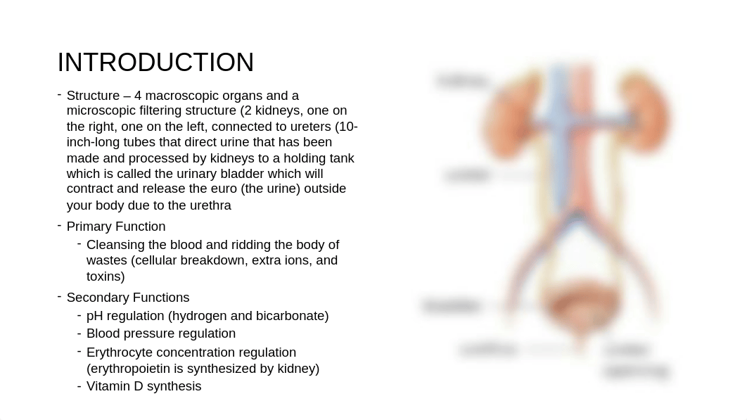 BIO 211 Chapter 25 The Urinary System Universal - Copy.pptx_dktih0n2jw0_page3