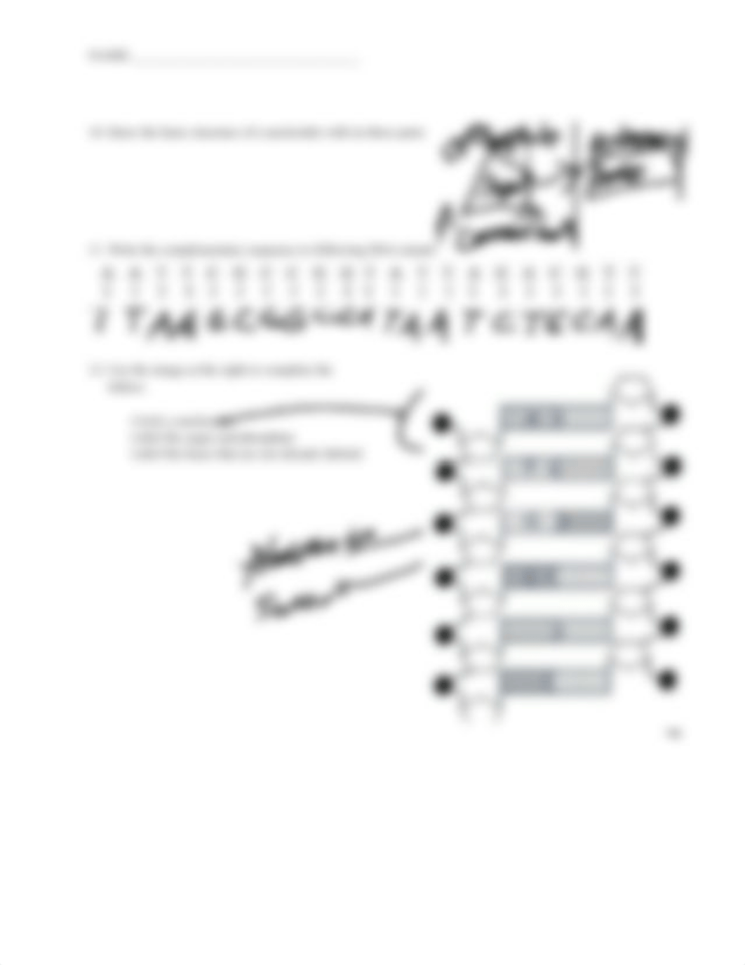 DNA Structure Worksheet completed.docx_dktmsw7nkes_page2