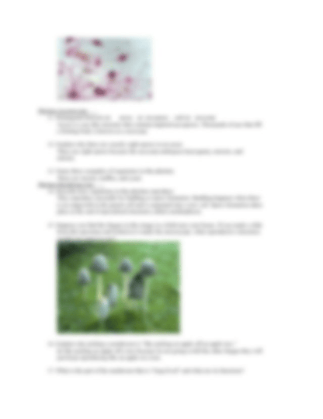 Fungi Lab Instructions-1.docx_dkuh7oj3b6g_page2