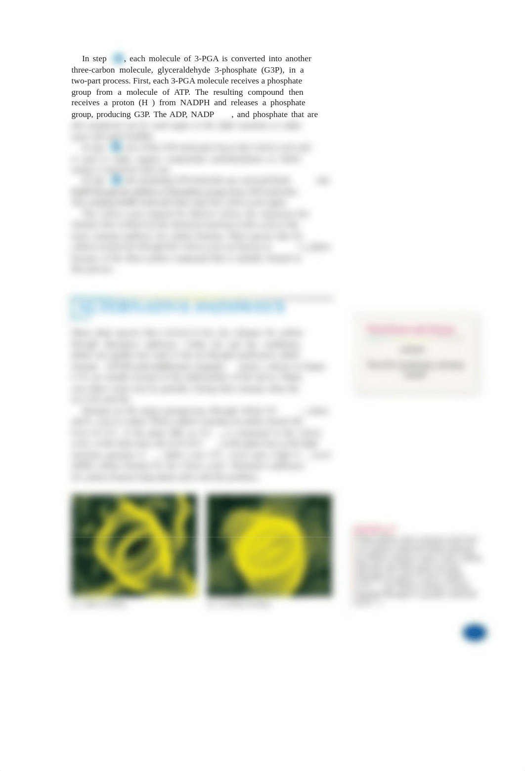 Reading_6-2_The_Calvin_Cycle_of_Photosynthesis.pdf_dkujgi0ro3v_page2